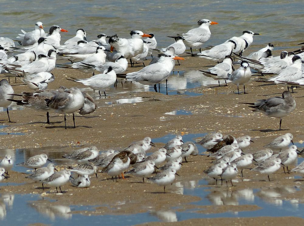 Click to See Next Image